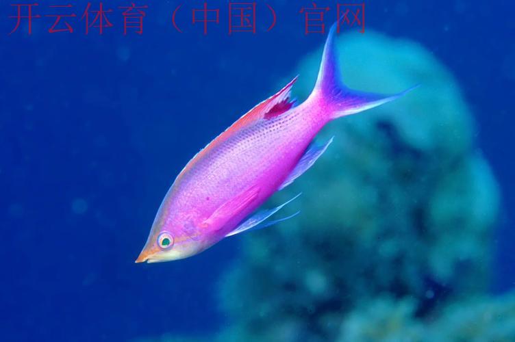 皇冠体育紫色鱼的软件, 怎样使用皇冠体育紫色鱼的软件提升你的体育竞猜技巧